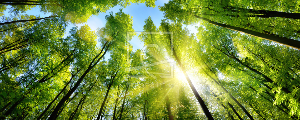 Bild-Nr.: 12052950 Zauberhafter Sonnenschein dur grünen Baumkronen erstellt von Smileus