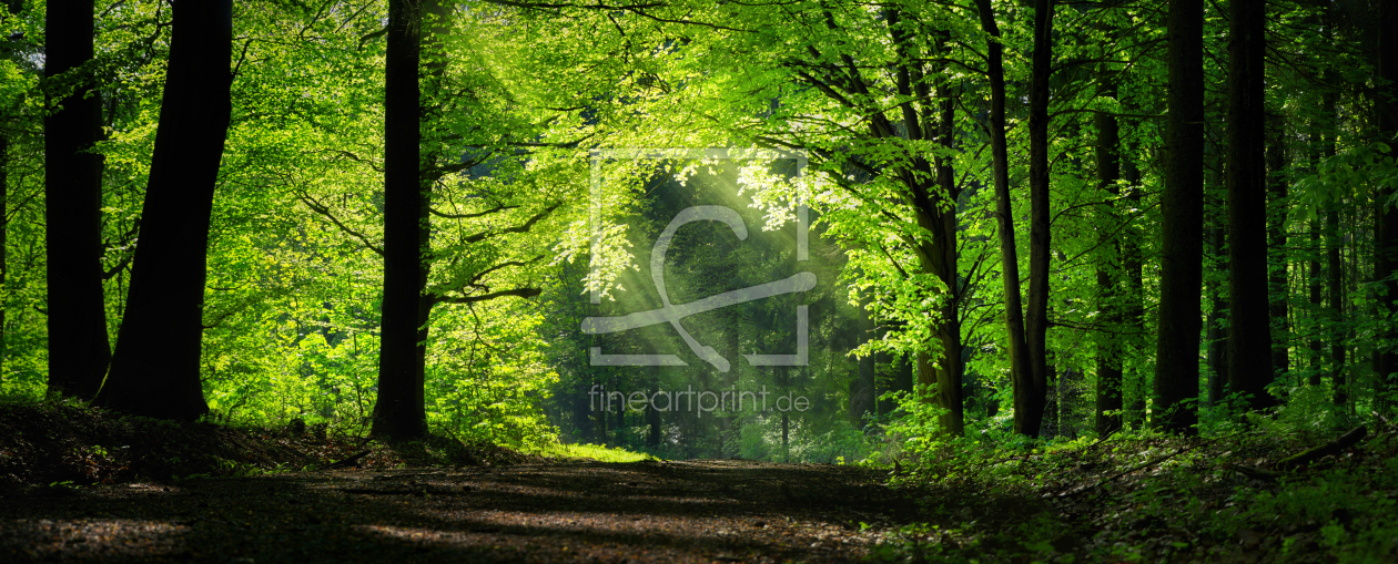 Bild-Nr.: 12105381 Natürlicher Torbogen aus Ästen im Wald erstellt von Smileus