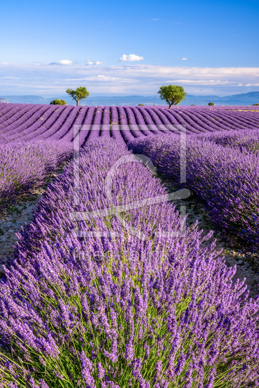 Bild-Nr.: 12247540 Sommer in der Provence erstellt von Achim Thomae