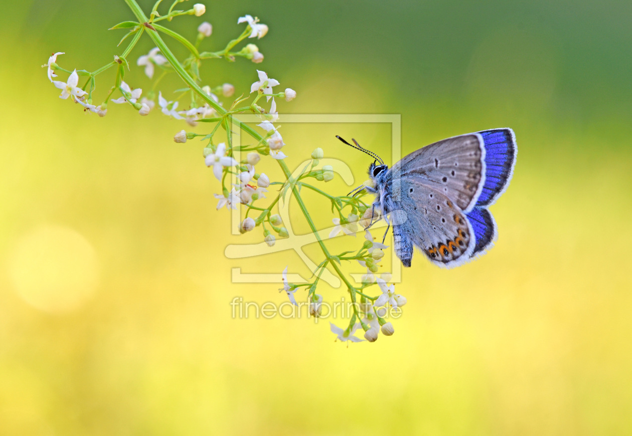 Bild-Nr.: 12605896 Bläuling erstellt von GUGIGEI