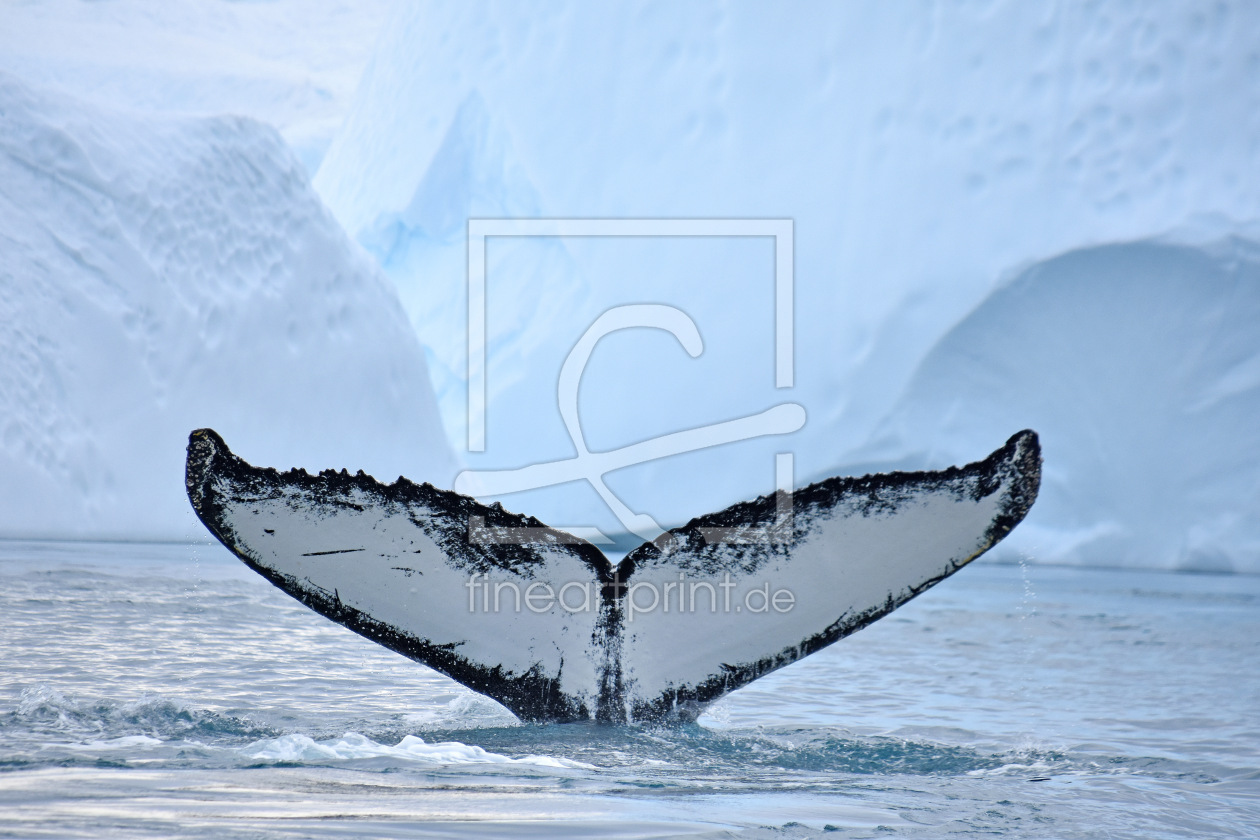 Bild-Nr.: 12631713 Buckelwal erstellt von GUGIGEI