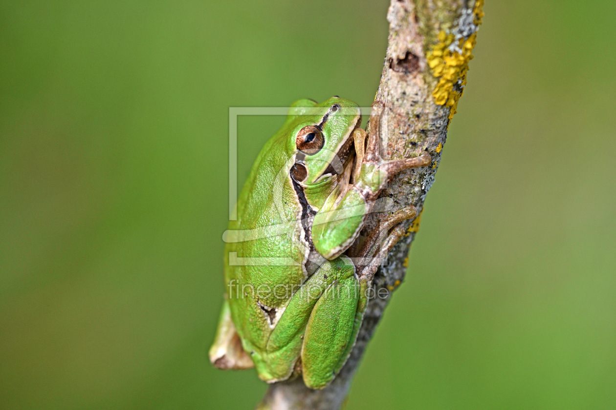 Bild-Nr.: 12823803 Laubfrosch erstellt von GUGIGEI