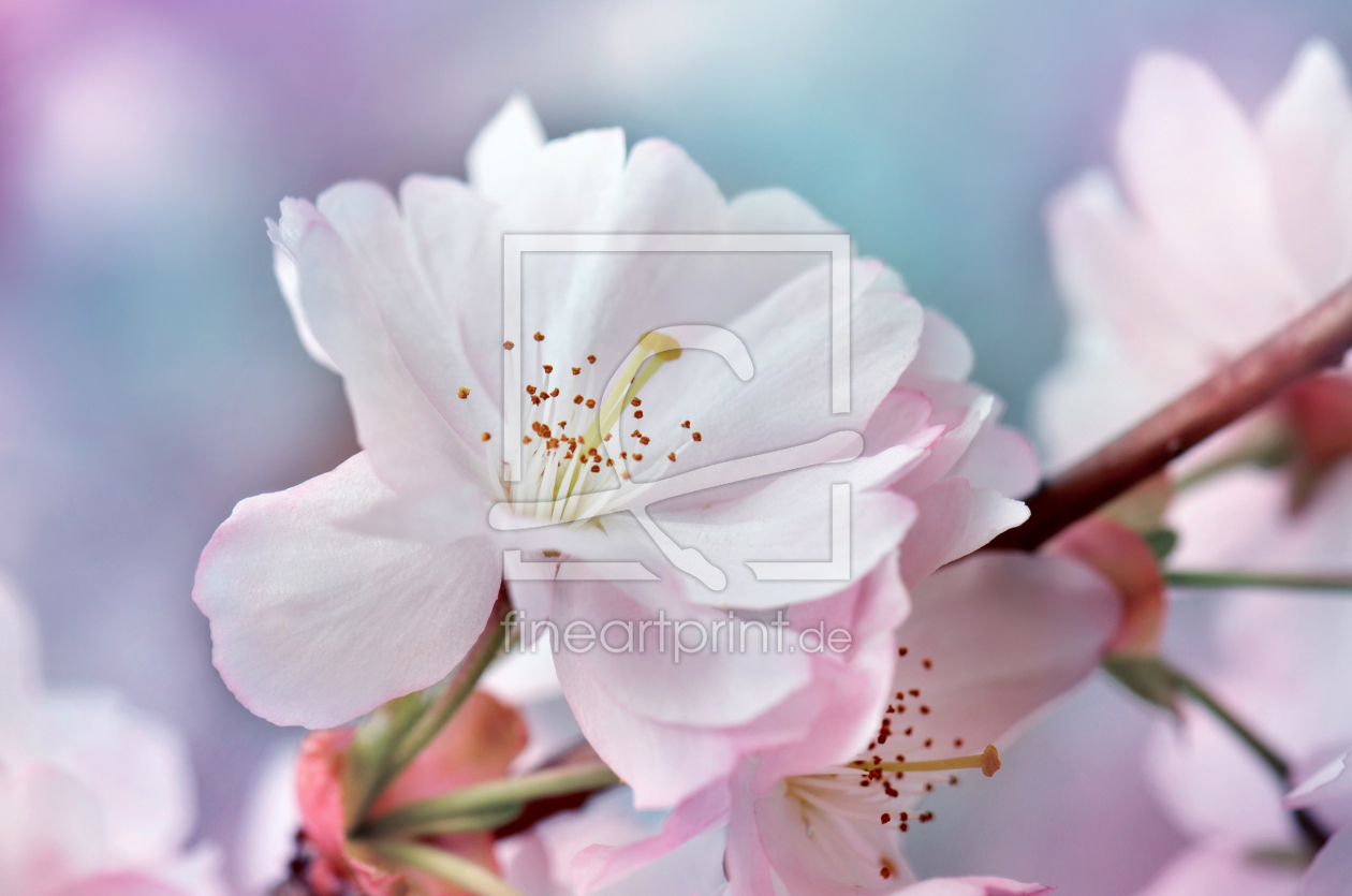 Bild-Nr.: 12900408 Japanische Kirschblüte erstellt von Atteloi