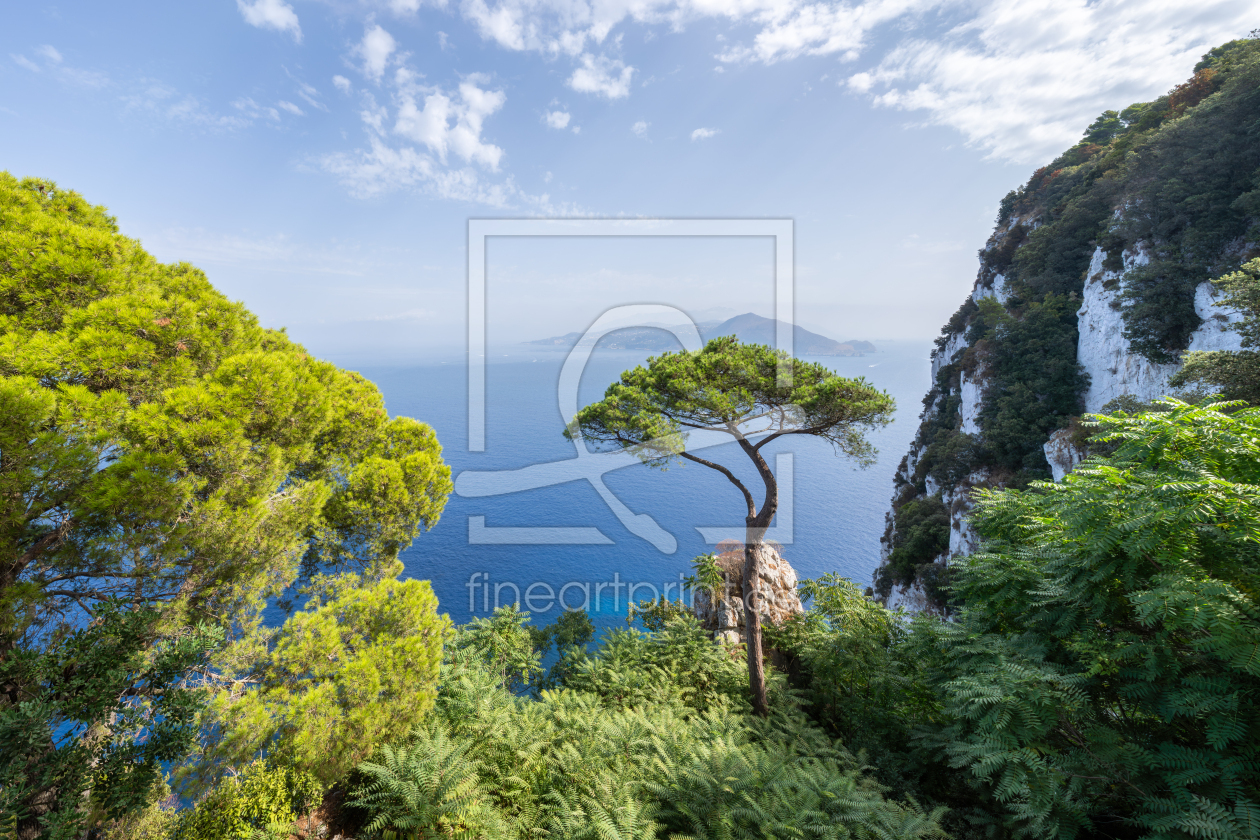 Bild-Nr.: 12907509 Einsame Kiefer auf Capri erstellt von eyetronic