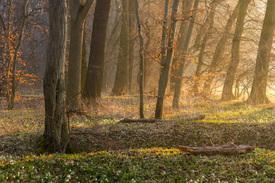 Morgenlicht am Waldrand/12889318