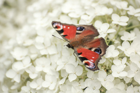 Bunt auf Weiss/12901274