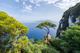 Einsame Kiefer auf Capri/12907509