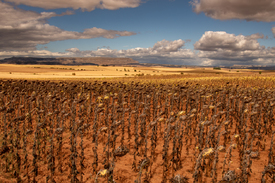 Landschaft mit Sonnenblumenfeldern in Nordspanien/12923662