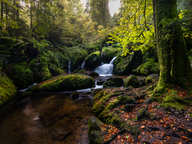 Paradise Forest 2/12924331