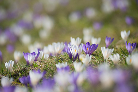 Krokuswiese/12924340