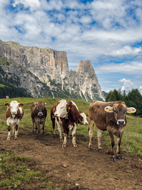 Kühe auf der Seiser Alm/12924346