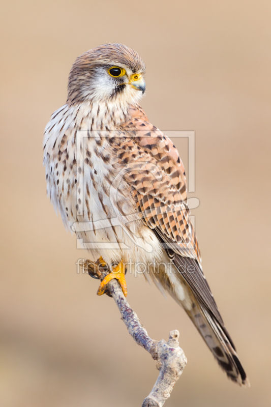 frei wählbarer Bildausschnitt für Ihr Bild auf Glas-Schneidebrett