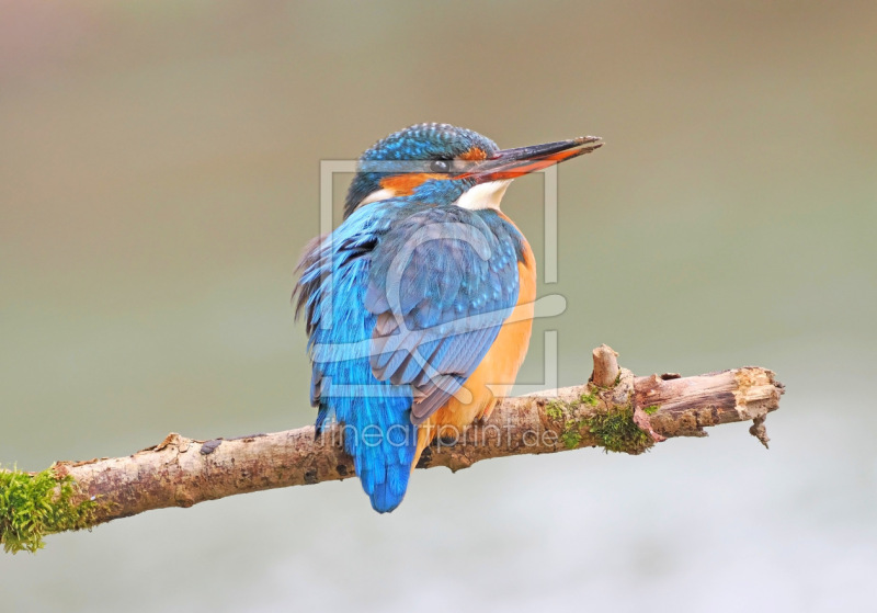 frei wählbarer Bildausschnitt für Ihr Bild auf Kissen