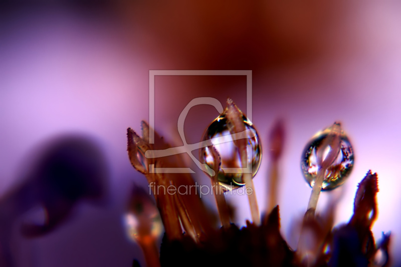 frei wählbarer Bildausschnitt für Ihr Bild auf Kissen