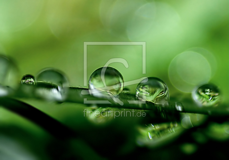 frei wählbarer Bildausschnitt für Ihr Bild auf Papier