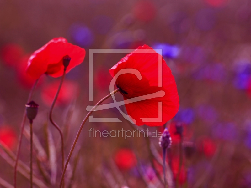 frei wählbarer Bildausschnitt für Ihr Bild auf Poster