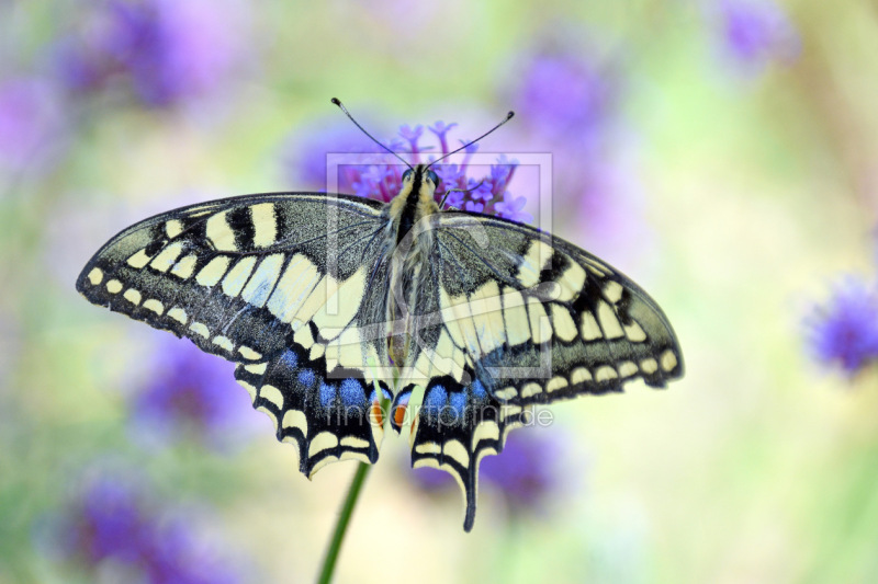 frei wählbarer Bildausschnitt für Ihr Bild auf Poster