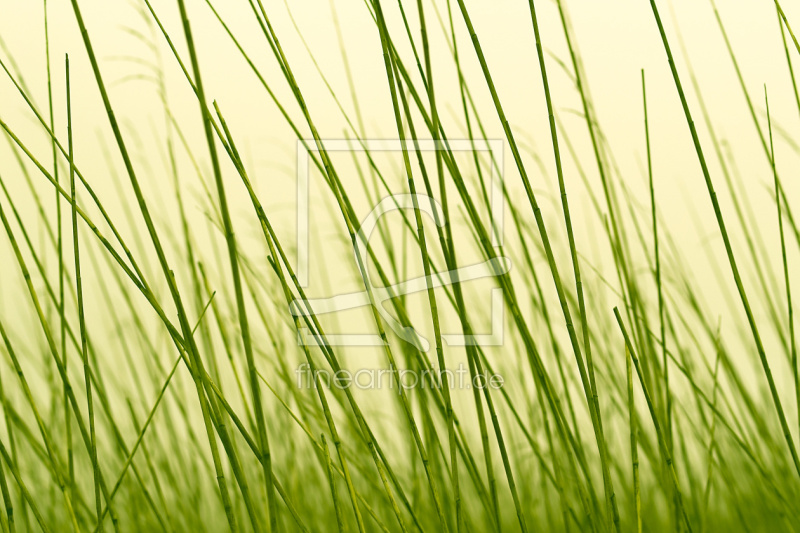 frei wählbarer Bildausschnitt für Ihr Bild auf Tapete