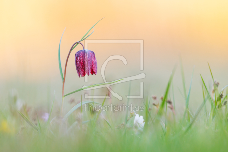 frei wählbarer Bildausschnitt für Ihr Bild auf Tapete