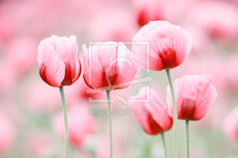 frei wählbarer Bildausschnitt für Ihr Bild auf Tischdecke