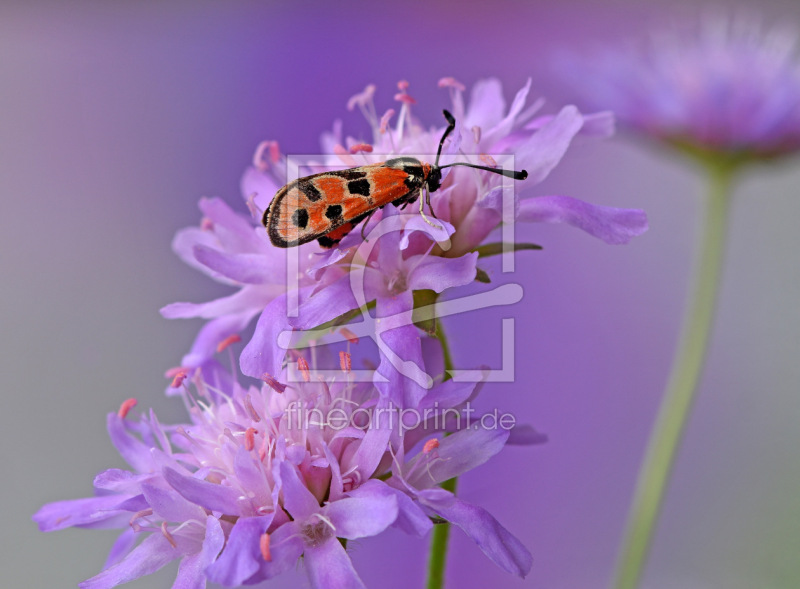 frei wählbarer Bildausschnitt für Ihr Bild auf Türfolie