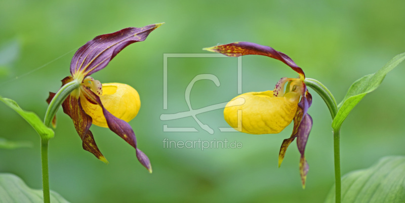 frei wählbarer Bildausschnitt für Ihr Bild auf Türfolie