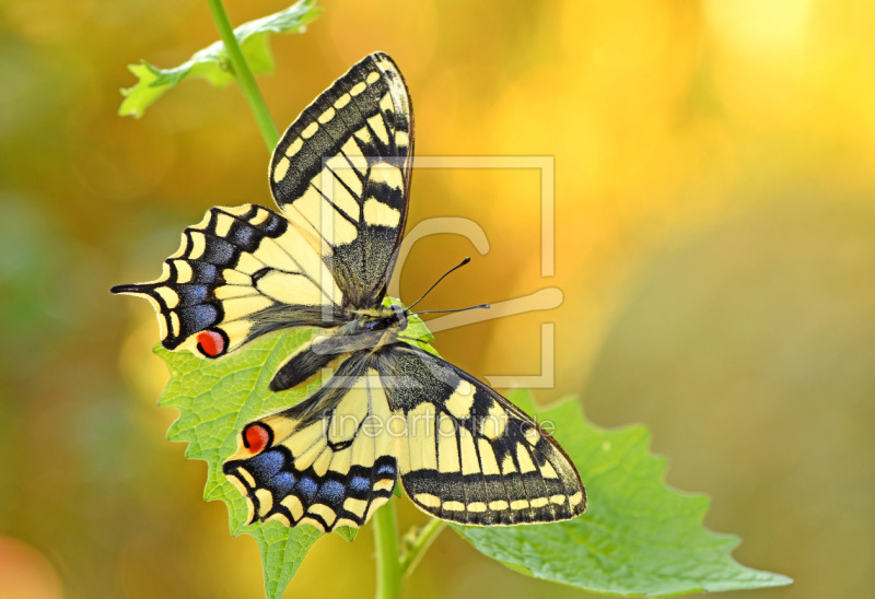 frei wählbarer Bildausschnitt für Ihr Bild auf Untersetzer