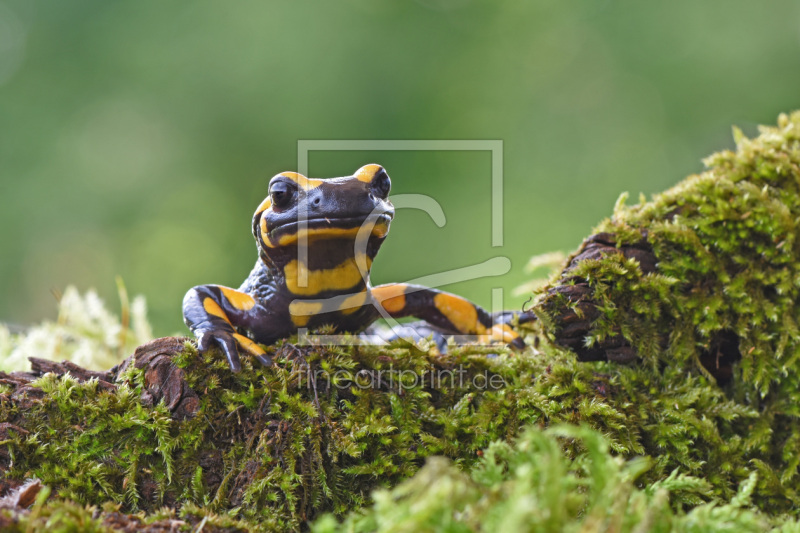 frei wählbarer Bildausschnitt für Ihr Bild auf Untersetzer