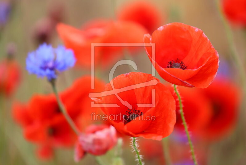 frei wählbarer Bildausschnitt für Ihr Bild auf Untersetzer